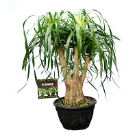 Нолина (Beaucarnea) vertakt купить