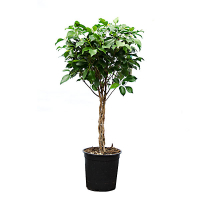 Фікус Нітіда штамб купить