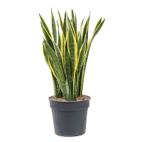 Сансевиерия трехполосая Лоуренса купить