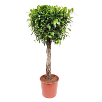 Фикус бенджамина Нитида купить