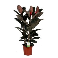 Фикус Эластика Абиджан купить