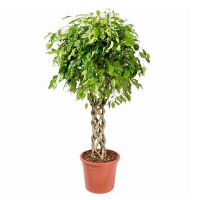 Фікус бенджаміну екзотика купить