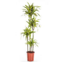 Драцена фрагранс Лемон Лайм купить