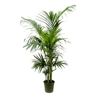 Ховея Форстериана купить