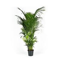 Ховея Форстериана купить