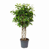 Фікус бенджаміна Екзотика купить