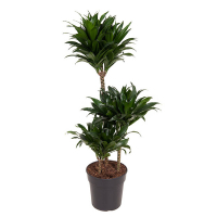 Драцена компакта 3 ствола купить