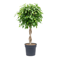 Фікус бенджаміна Екзотика кіска купить