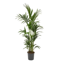 Ховея Форстериана купить