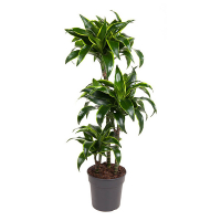 Драцена компакту Дорадо 3 ствола купить