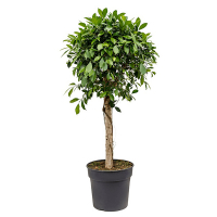 Фікус Нітіда штамб купить