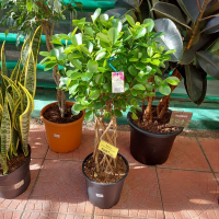 Фикус микрокарпа Мокламе купить