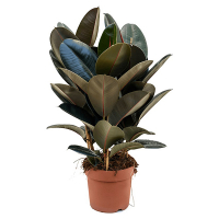 Фикус эластика Абиджан купить