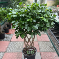 Фикус Мокламе косичка купить