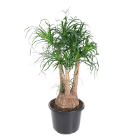 Ноліна купить