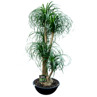 Нолiна купить