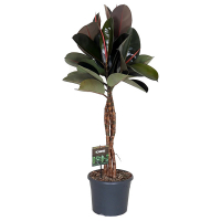 Фікус еластика Бургунді купить