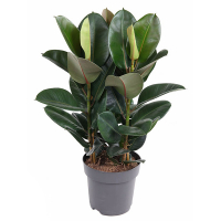 Фикус эластика Робуста купить