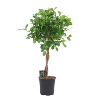 Фікус мікрокарпа Мокламе купить