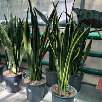 Сансевієрія Yellow Golden купить