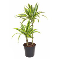 Драцена Лемон Лайм купить