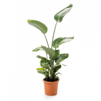 Стреліція Миколая купить