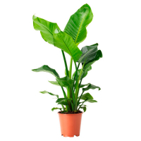 Стреліція Регіна купить