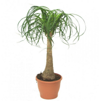 Ноліна (Beaucarnea) купить