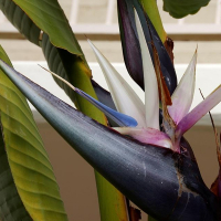 Стреліція Миколая купить