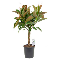 Фикус Эластика Мелани штамб купить