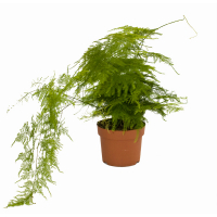 Аспарагус перистый купить