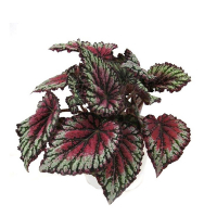 Бегония Rex микс купить