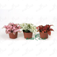 Гипоэстес купить