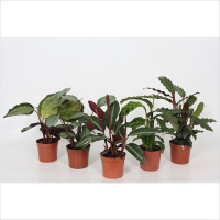 Калатея мікс купить