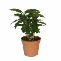 Кофе купить