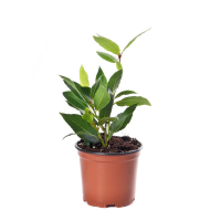 Лавр благородный купить