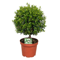 Мирт коммунис купить