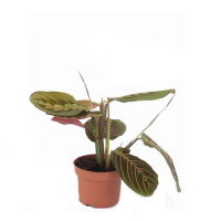 Маранта купить