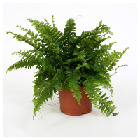 Нефролепіс купить