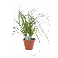 Нолина изогнутая купить