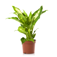 Диффенбахия Компакта купить