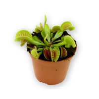 Дионея купить