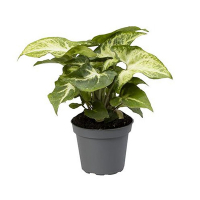 Сингониум микс купить