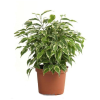 Фікус бенджаміна Кінкі купить