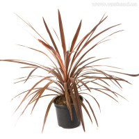 Корділіна Ред Стар купить