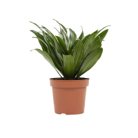 Драцена компакта Копстек купить