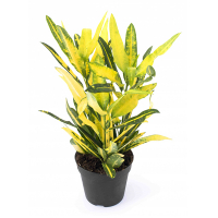 Кротон микс купить