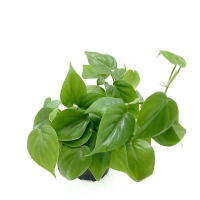 Филодендрон Scandens купить