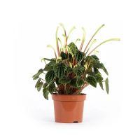 Пеперомия Лилиан купить