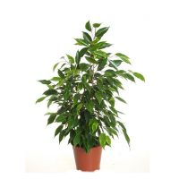 Фікус бенджаміну мікс купить